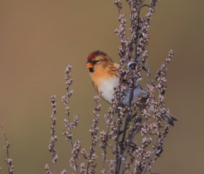 Lesser Redpoll