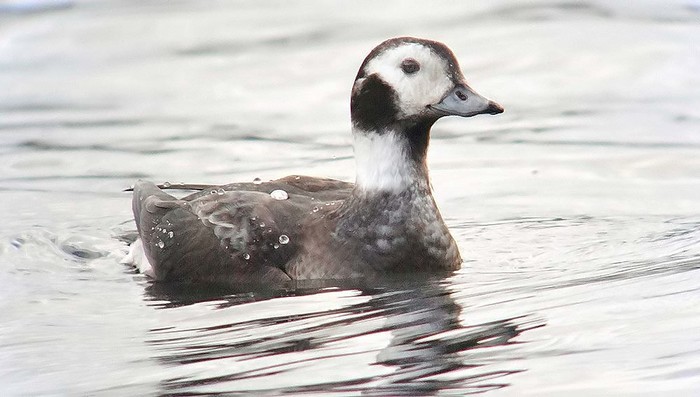 Long-tailed Duck