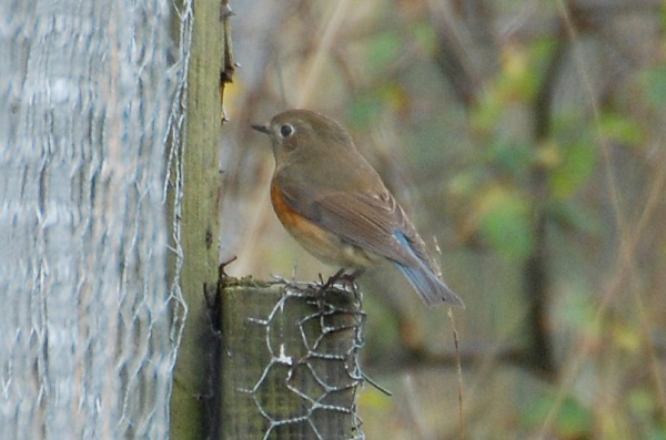 Red-flanked Bluetail