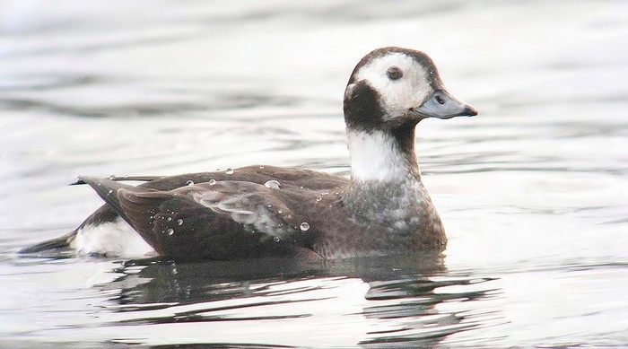 Long-tailed Duck