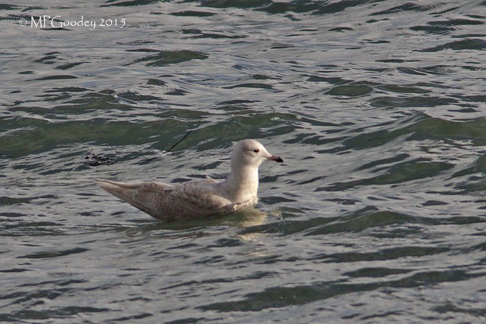 Iceland Gull