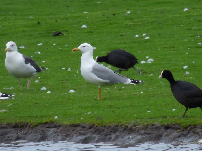 Yellow-legged Gull