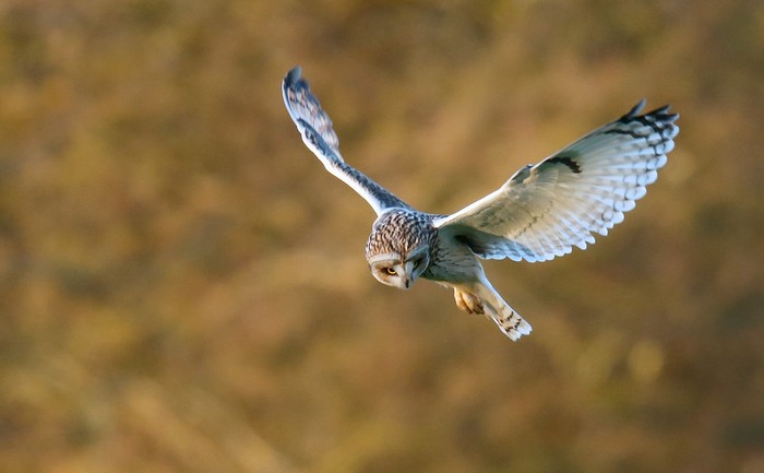 Short-eared Owl
