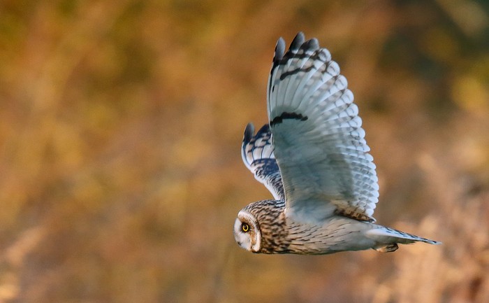 Short-eared Owl