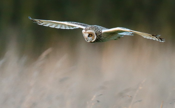 Short-eared Owl