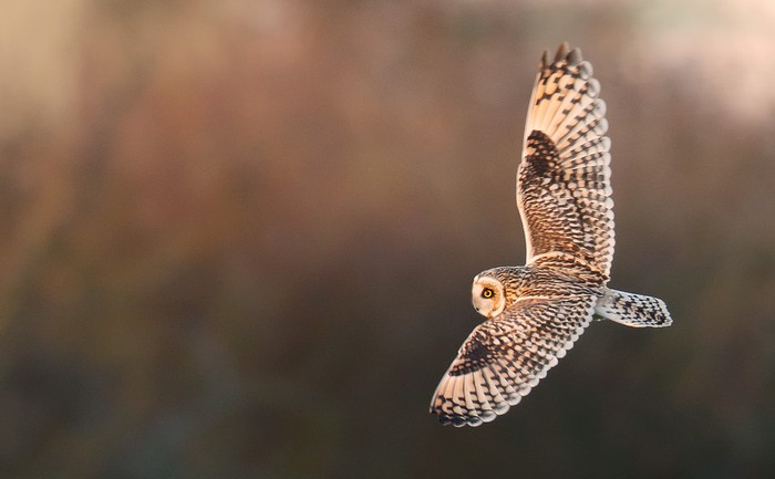 Short-eared Owl