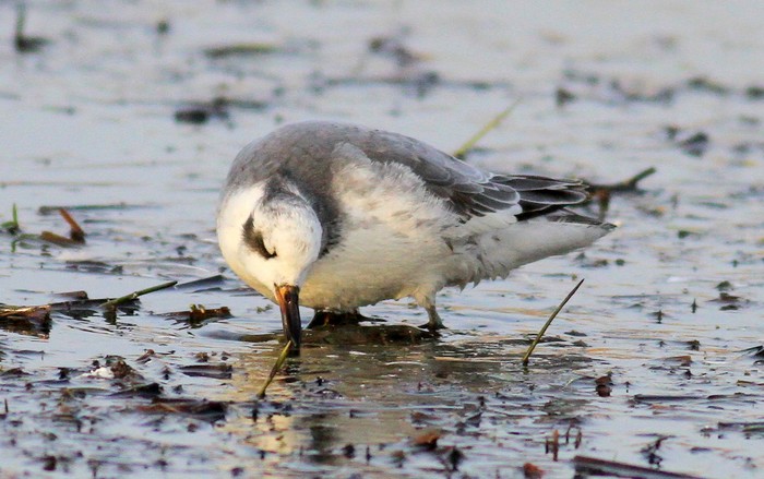 Grey Phalarope