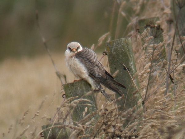 Red-footed Falcon