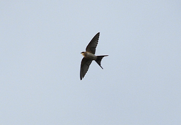 Red-rumped Swallow