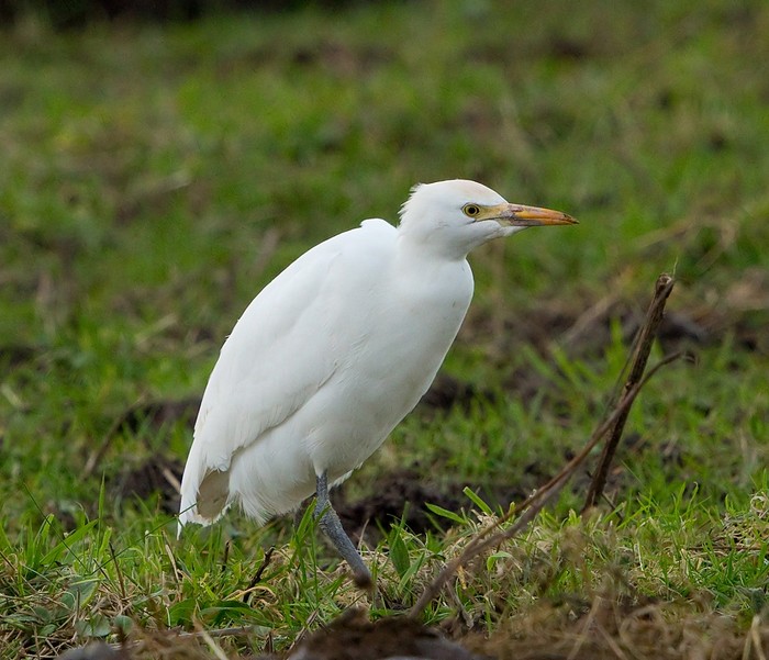 Cattle Egret