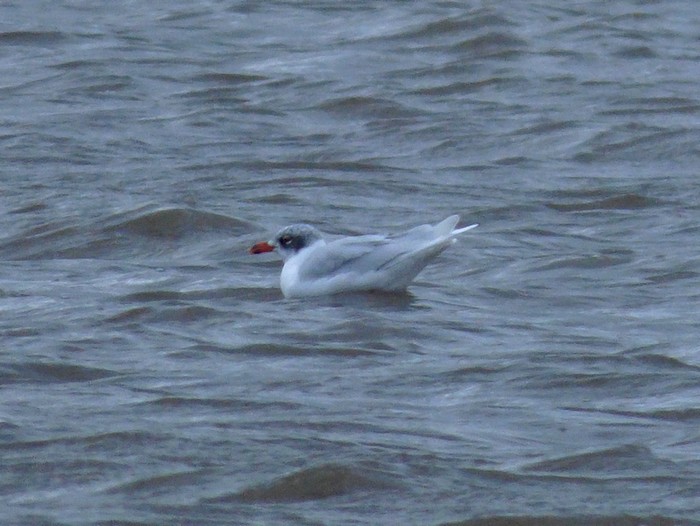 Mediterranean Gull
