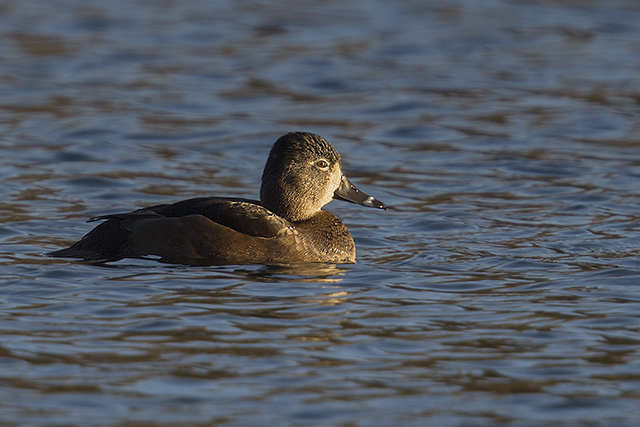 Ring-necked Duck
