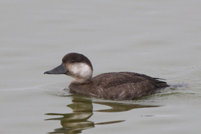 Common Scoter