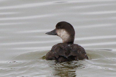 Common Scoter