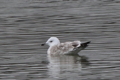 Caspian Gull