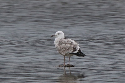 Caspian Gull