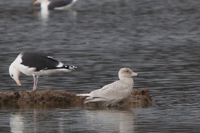 Glaucous Gull