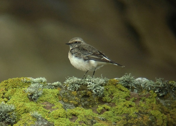 Pied Wheatear