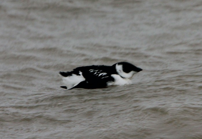 Little Auk