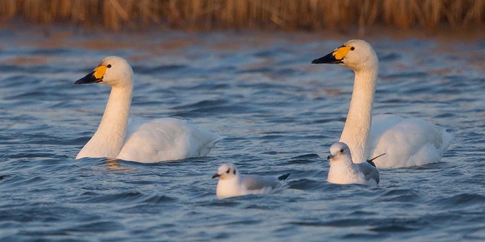 Bewick's Swan