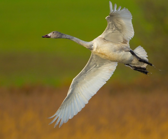 Bewick's Swan