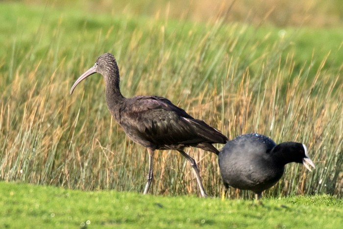 Glossy Ibis