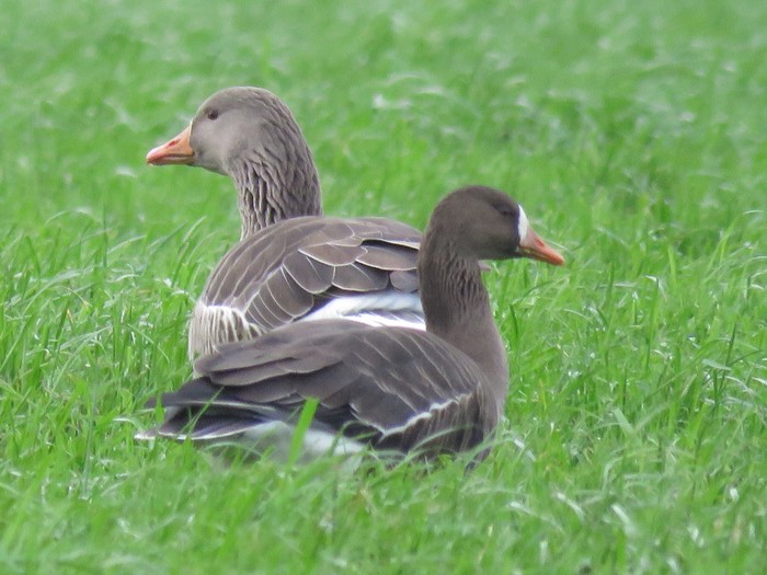 Greenland White-fronted Goose