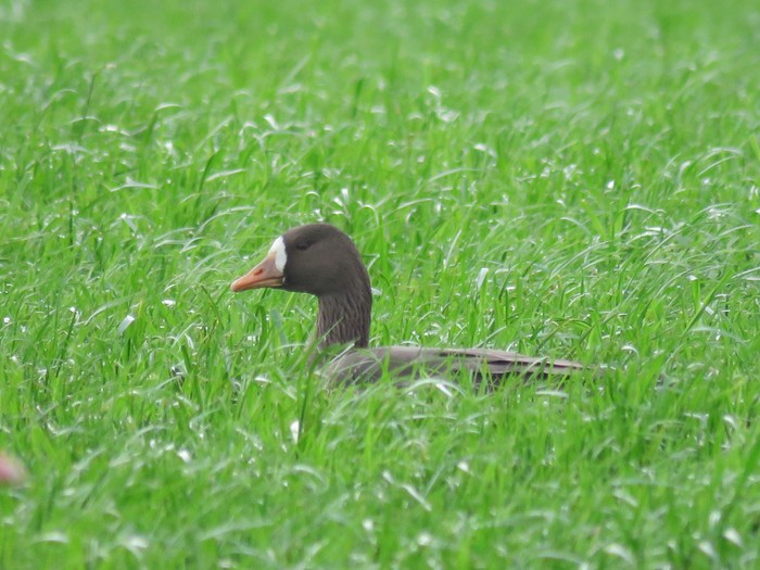 Greenland White-fronted Goose