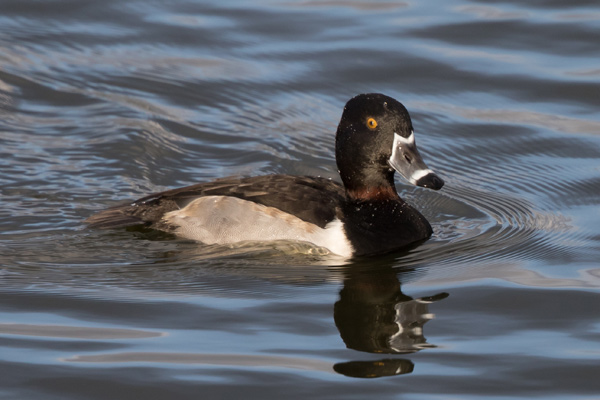 Ring-necked Duck