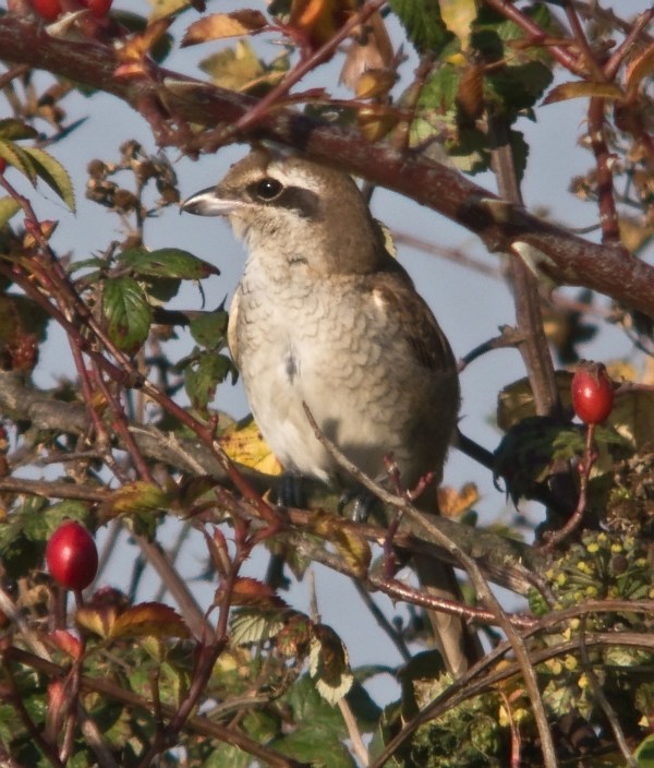 Brown Shrike
