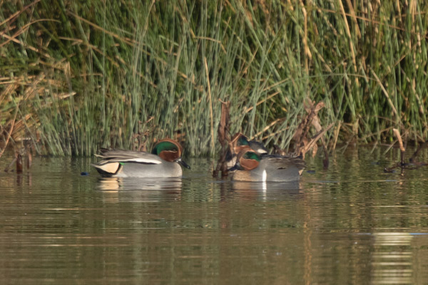 Green-winged Teal
