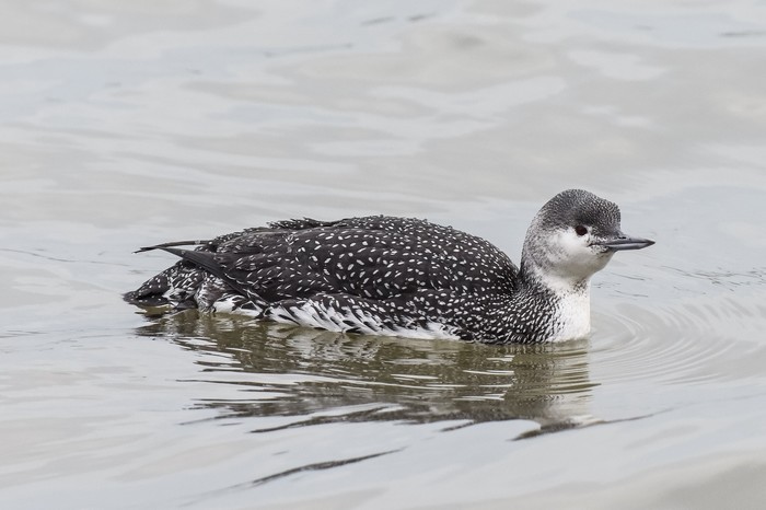 Red-throated Diver