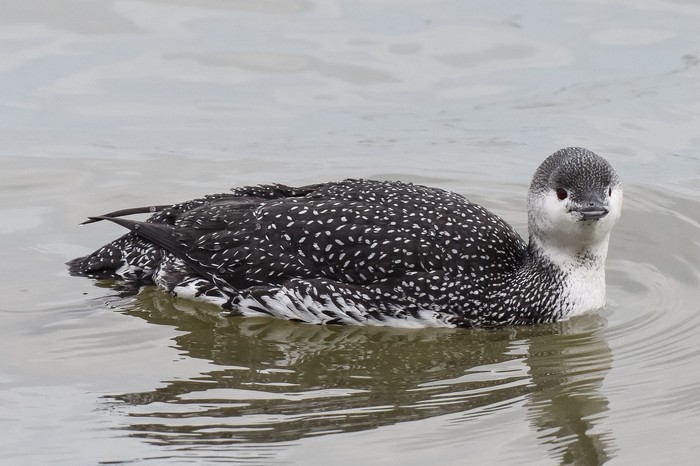 Red-throated Diver