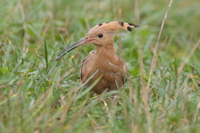 Hoopoe