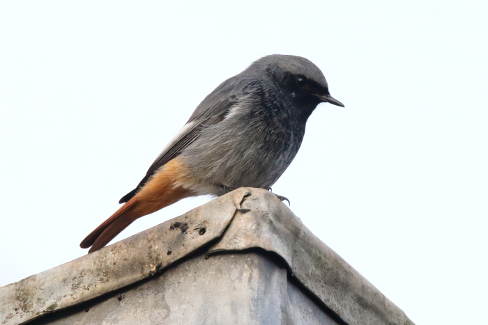 Black Redstart