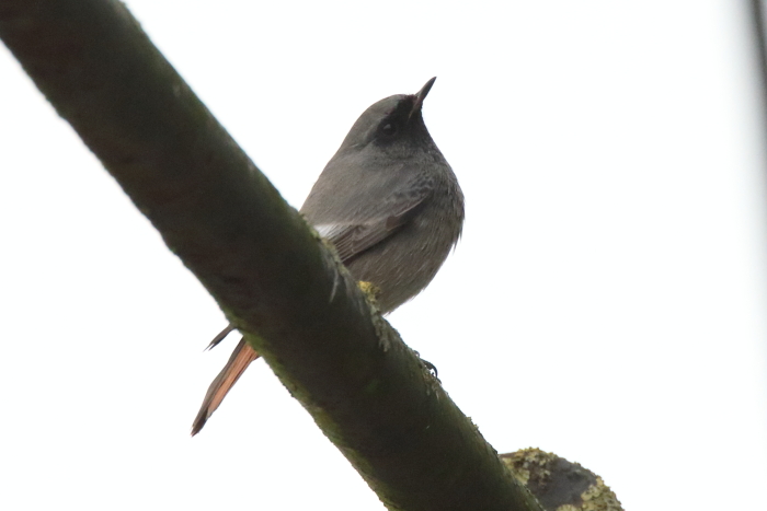 Black Redstart
