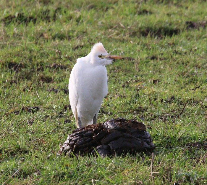 Cattle Egret
