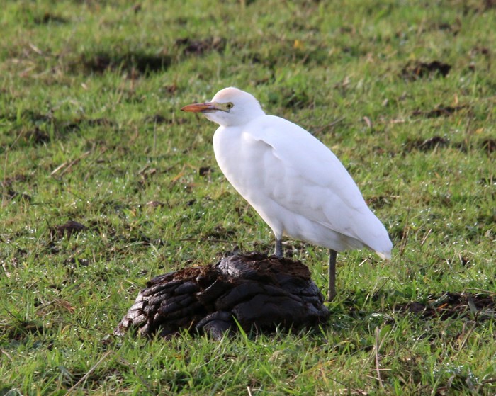 Cattle Egret