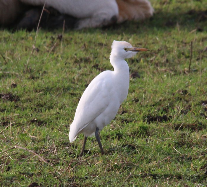 Cattle Egret
