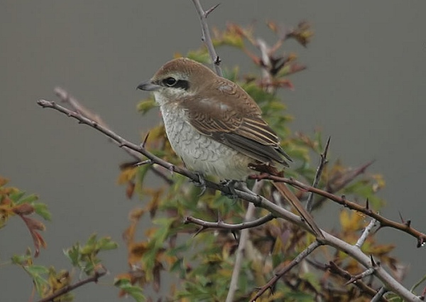 Brown Shrike