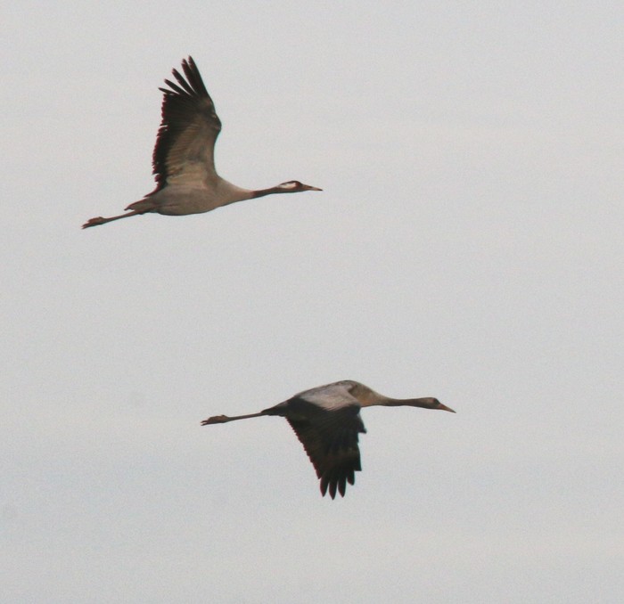 Common Crane