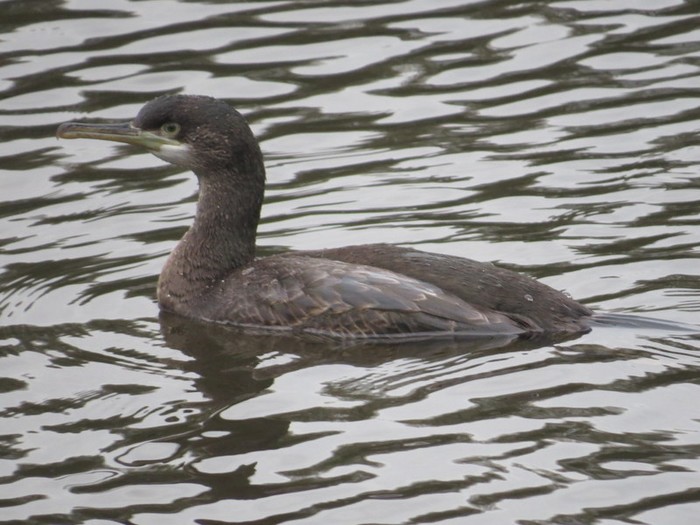 Shag
