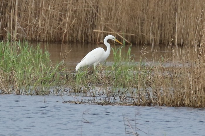 Great White Egret