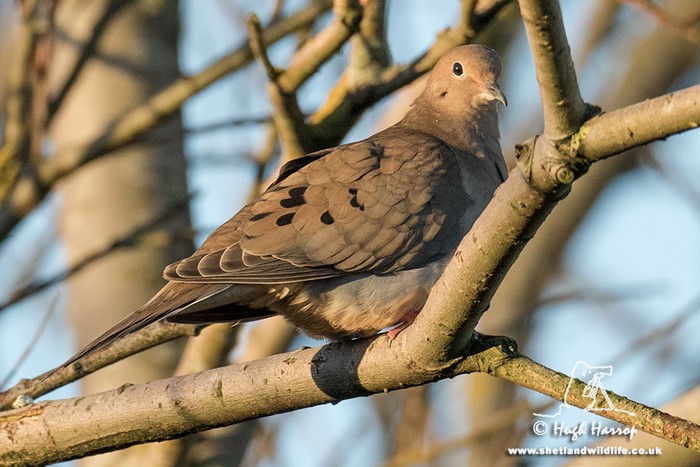 Mourning Dove