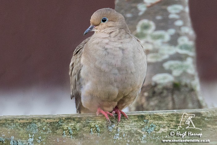 Mourning Dove