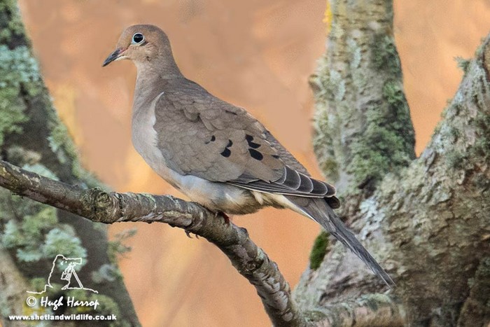 Mourning Dove