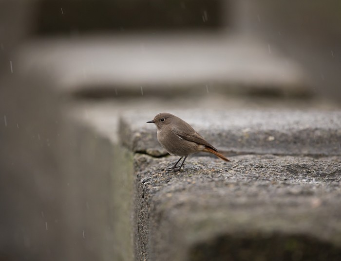 Black Redstart