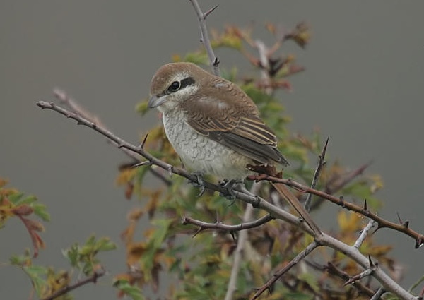 Brown Shrike