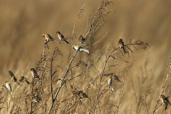 Lesser Redpoll