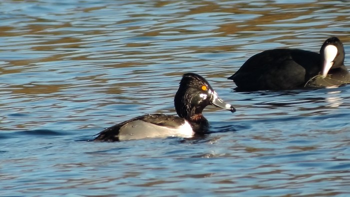 Ring-necked Duck